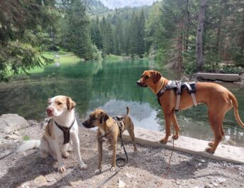 Apart Jasmin, Urlaub mit Hund