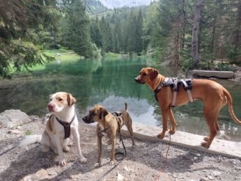 Apart Jasmin, Holiday with your dog