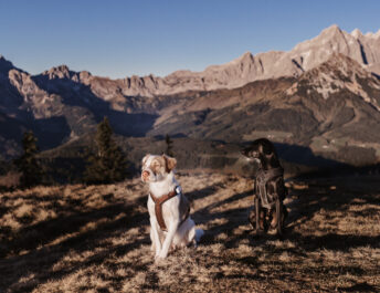 Apart Jasmin, Urlaub mit Hund