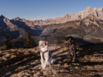 Apart Jasmin, Holiday with your dog