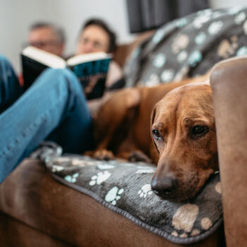 Apart Jasmin, Holiday with your dog