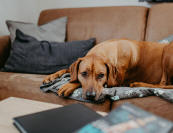 Apart Jasmin, Urlaub mit Hund