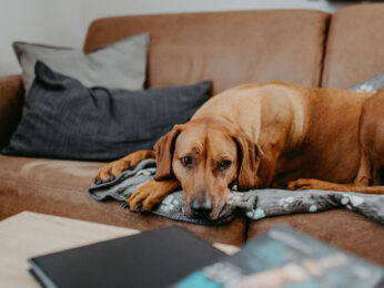 Apart Jasmin, Holiday with your dog